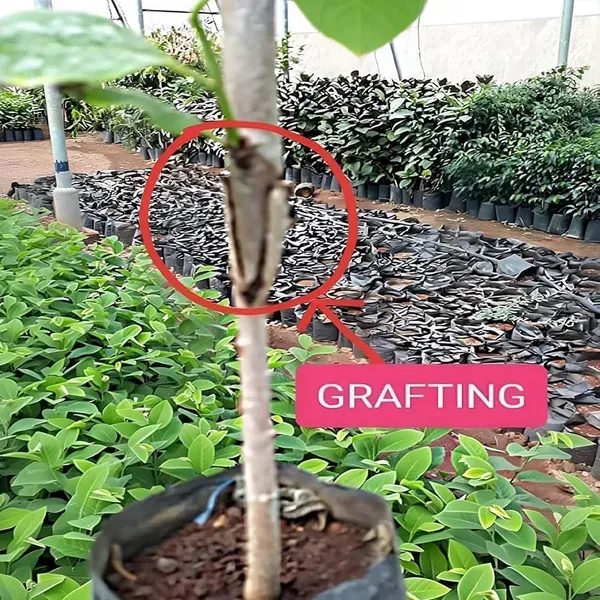 Super_Golden_Custard_Apple_Sitafal_Ata_Sugar_Apple_Fruit_Grafted_Plants_T