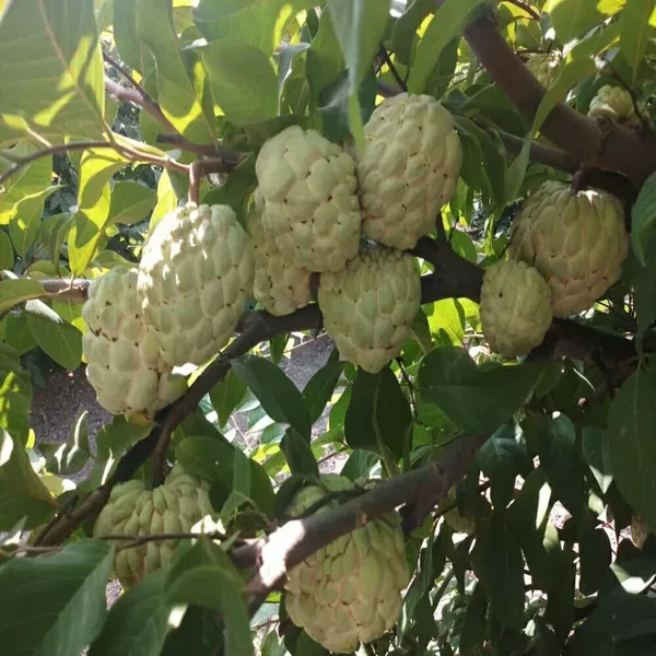 Super_Golden_Custard_Apple_Sitafal_Ata_Sugar_Apple_Fruit_Grafted_Plants_T