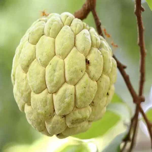 Super_Golden_Custard_Apple_Sitafal_Ata_Sugar_Apple_Fruit_Grafted_Plants_T