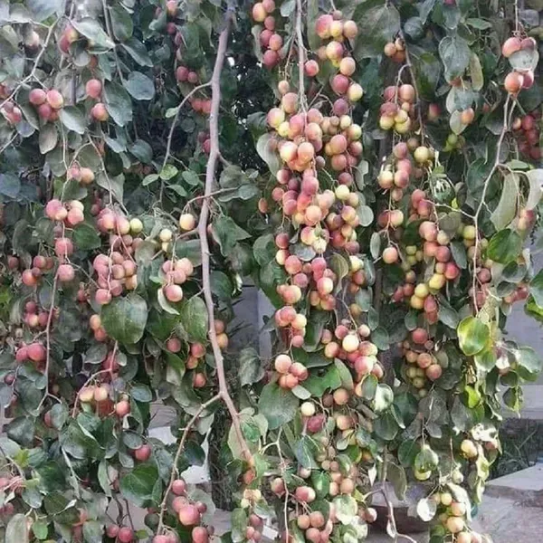 Seedless_Apple_Ber_Jujube_Kul_Grafted_Fruit_Plants_Tree_1_2_Feet_Size