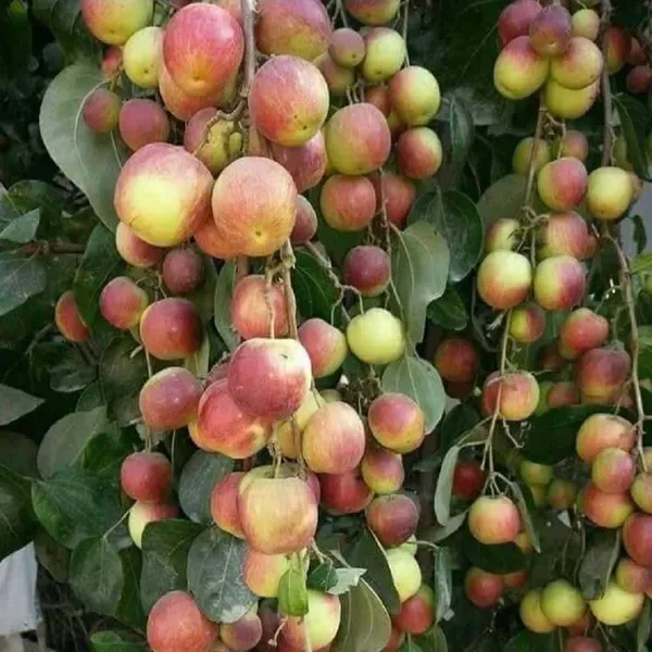 Seedless_Apple_Ber_Jujube_Kul_Grafted_Fruit_Plants_Tree_1_2_Feet_Size