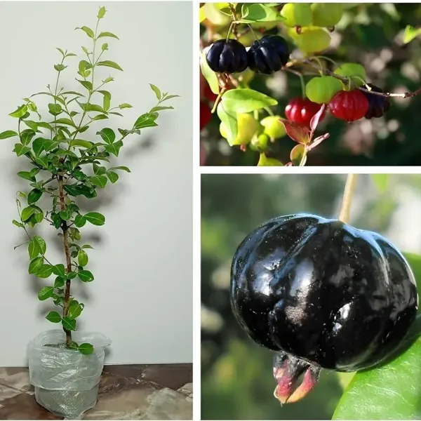 Surinam_Cherry_Cherries_Fruit_Air_Layering_Grafted_Plants_Tree_1_2_Feet