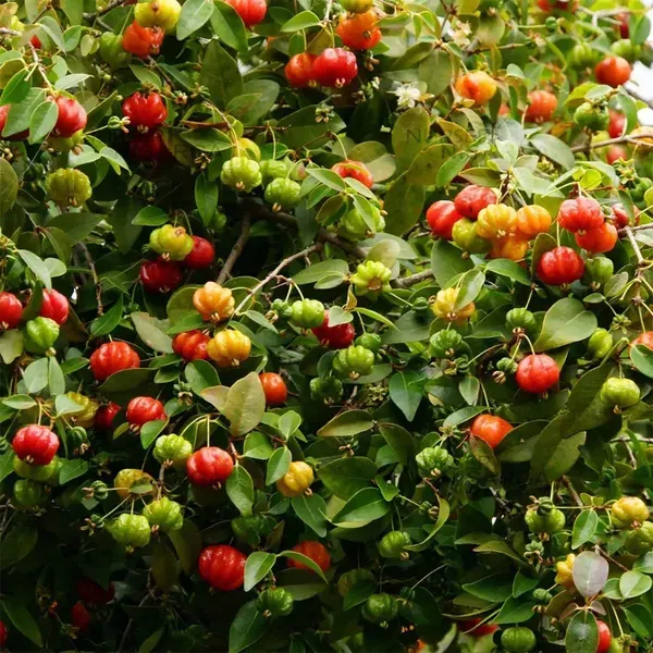 Surinam_Cherry_Cherries_Fruit_Air_Layering_Grafted_Plants_Tree_1_2_Feet