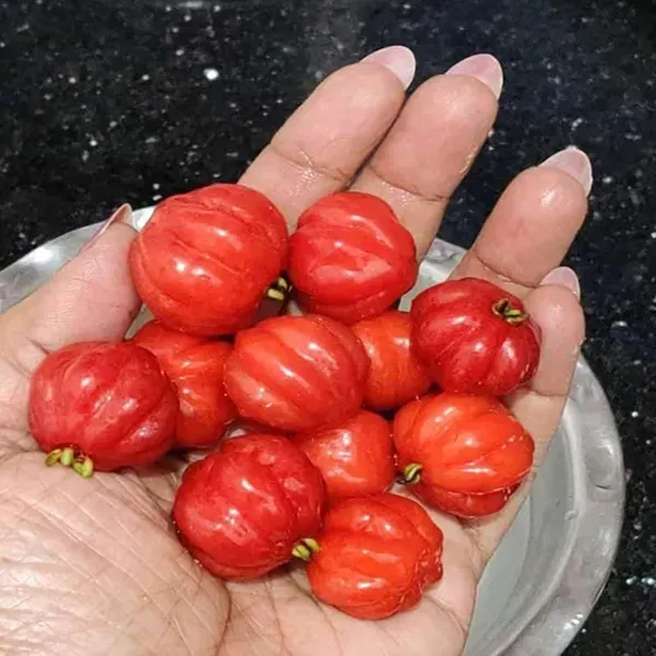 Surinam_Cherry_Cherries_Fruit_Air_Layering_Grafted_Plants_Tree_1_2_Feet