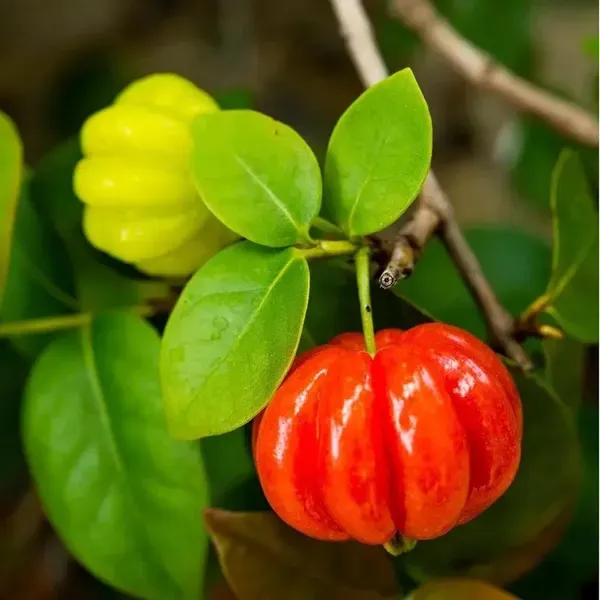 Surinam_Cherry_Cherries_Fruit_Air_Layering_Grafted_Plants_Tree_1_2_Feet
