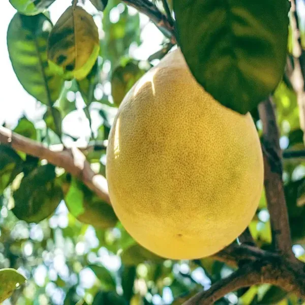 Seedless_Pomelo_Grapefruit_Jambura_Gaint_Chakotra_Batabi_Lebu_Kambili_Naran