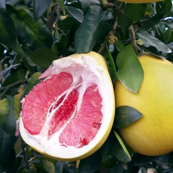 Seedless_Pomelo_Grapefruit_Jambura_Gaint_Chakotra_Batabi_Lebu_Kambili_Naran