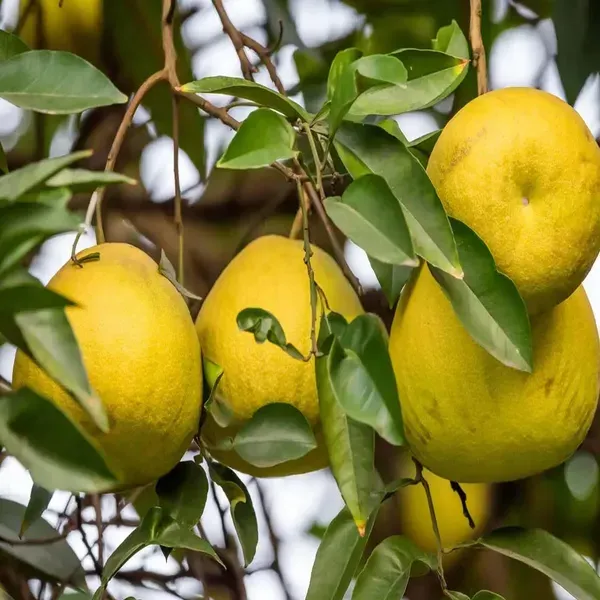 Seedless_Pomelo_Grapefruit_Jambura_Gaint_Chakotra_Batabi_Lebu_Kambili_Naran