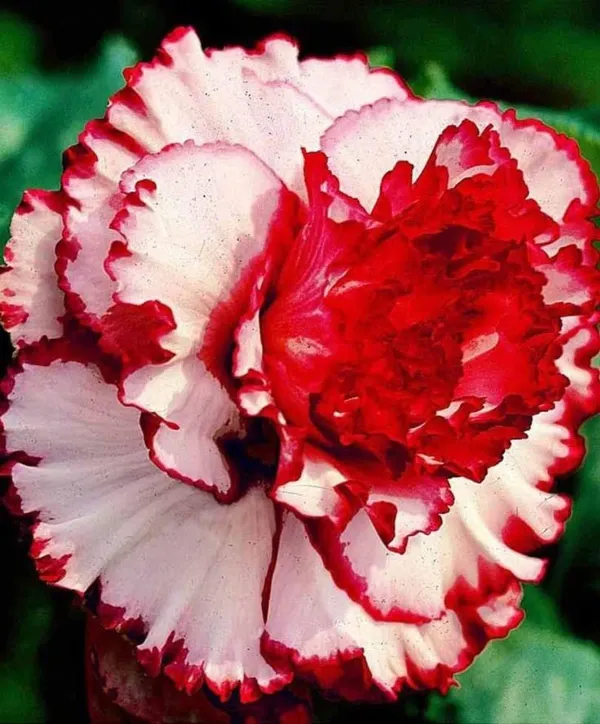 Rosey_Verity_Adenium_Grafted_Flowers_Plant