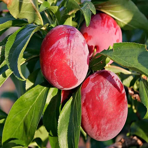 Plum_Red_Aloo_Bukhara_Fruit_Air_Layering_Grafted_Plants_Tree_1_5_3_Feet