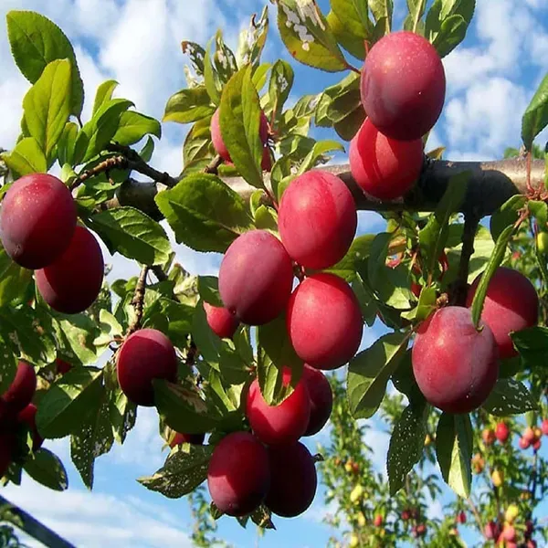 Plum_Red_Aloo_Bukhara_Fruit_Air_Layering_Grafted_Plants_Tree_1_5_3_Feet