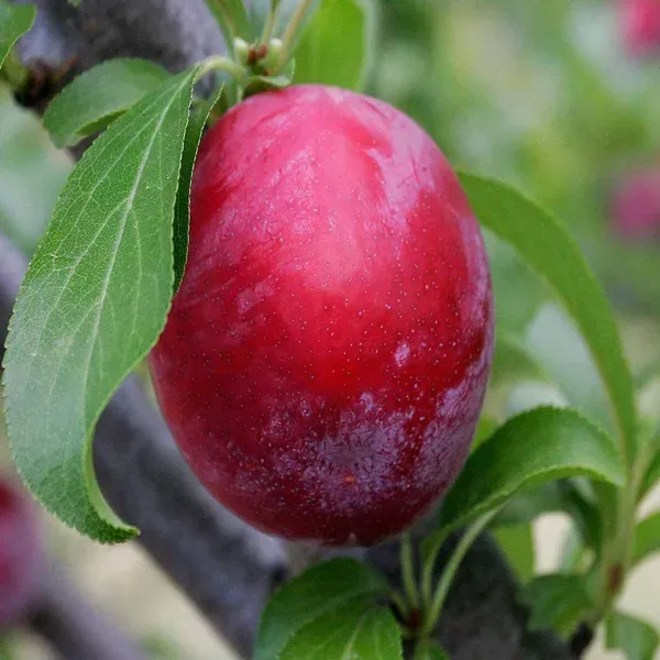 Plum_Red_Aloo_Bukhara_Fruit_Air_Layering_Grafted_Plants_Tree_1_5_3_Feet