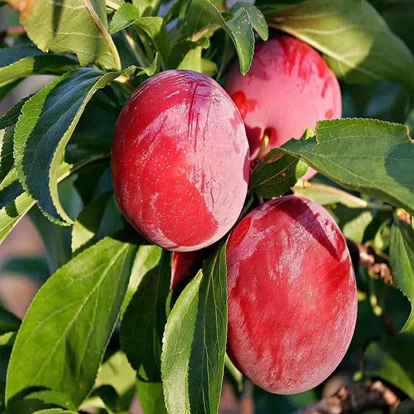 Plum_Red_Aloo_Bukhara_Fruit_Air_Layering_Grafted_Plants_Tree_1_5_3_Feet