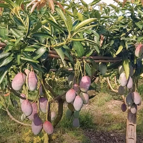 Bari_13_Mango_Grafted_Aam_Fruit_Plants_Tree_1_5_3_Feet_Size