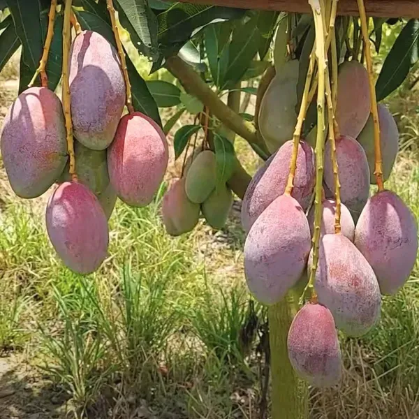 Bari_13_Mango_Grafted_Aam_Fruit_Plants_Tree_1_5_3_Feet_Size