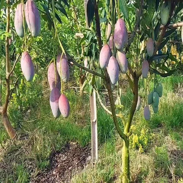 Bari_13_Mango_Grafted_Aam_Fruit_Plants_Tree_1_5_3_Feet_Size