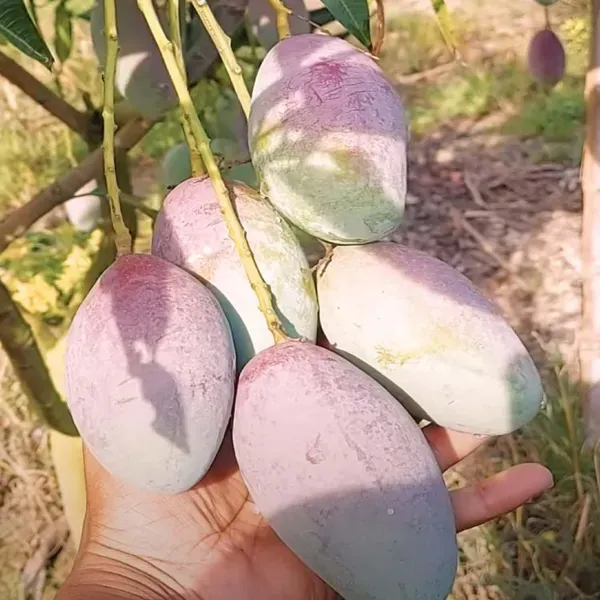 Bari_13_Mango_Grafted_Aam_Fruit_Plants_Tree_1_5_3_Feet_Size