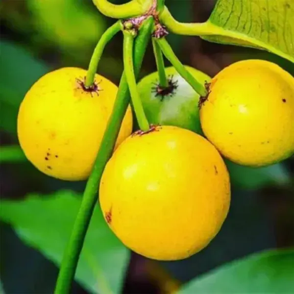 Barabba_Cherry_Mangosteen_Fruit_Plants_Tree_1_3_Feet_Size