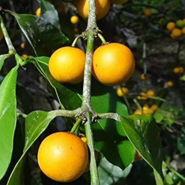 Barabba_Cherry_Mangosteen_Fruit_Plants_Tree_1_3_Feet_Size