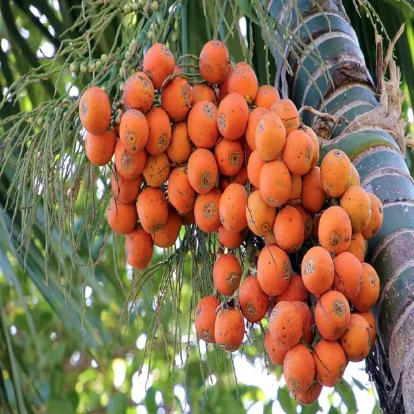 Assam_Pati_Arecanut_Betel_Nut_Plants_Tree_1_5_3_Feet_Size