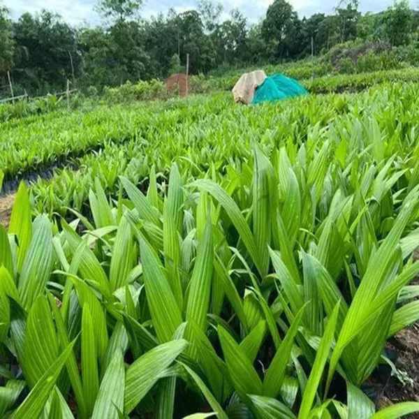 Assam_Pati_Arecanut_Betel_Nut_Plants_Tree_1_5_3_Feet_Size