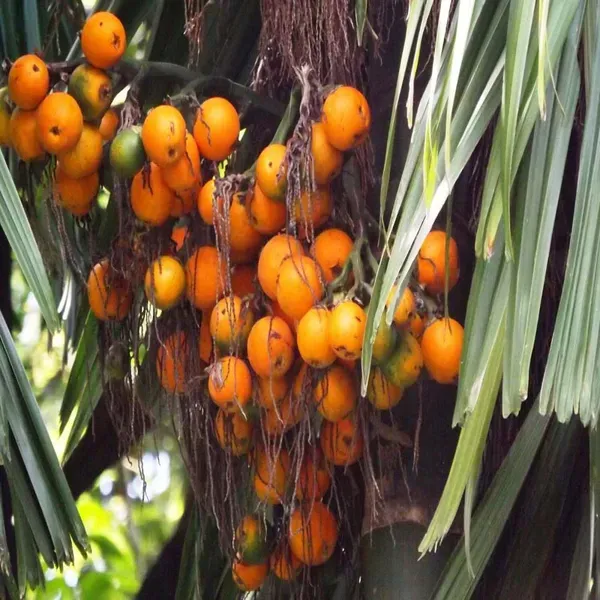 Assam_Pati_Arecanut_Betel_Nut_Plants_Tree_1_5_3_Feet_Size