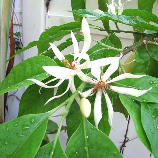 White_Colour_Swarna_Chapa_Michelia_Champaca_Flower_Plants_Tree_1_2_Feet_S