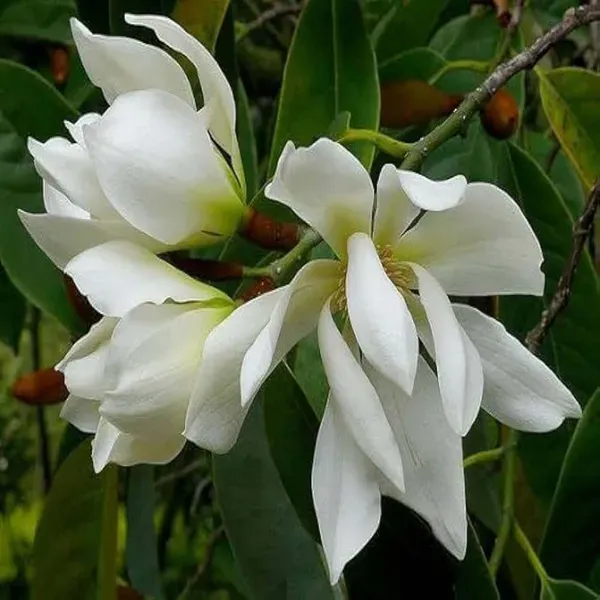 White_Colour_Swarna_Chapa_Michelia_Champaca_Flower_Plants_Tree_1_2_Feet_S