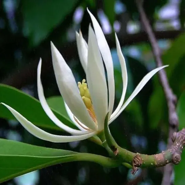 White_Colour_Swarna_Chapa_Michelia_Champaca_Flower_Plants_Tree_1_2_Feet_S