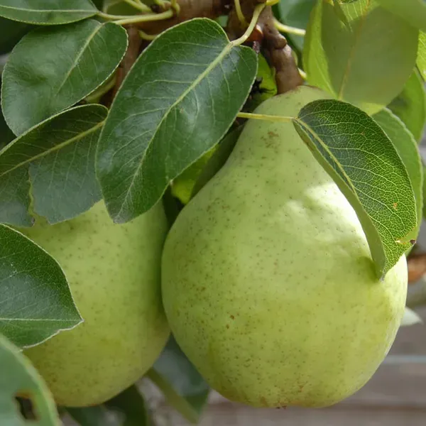 Babugosha_Pear_Pyrus_Communis_Nashpati_Fruit_Air_Layering_Grafted_Plants