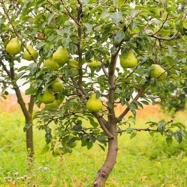 Babugosha_Pear_Pyrus_Communis_Nashpati_Fruit_Air_Layering_Grafted_Plants