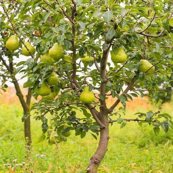 Babugosha_Pear_Pyrus_Communis_Nashpati_Fruit_Air_Layering_Grafted_Plants