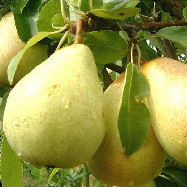 Babugosha_Pear_Pyrus_Communis_Nashpati_Fruit_Air_Layering_Grafted_Plants