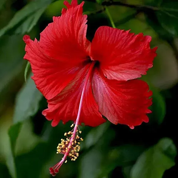 Red_Hibiscus_Joba_Gudhal_Flower_Plants_Tree_1_2_Feet_Size