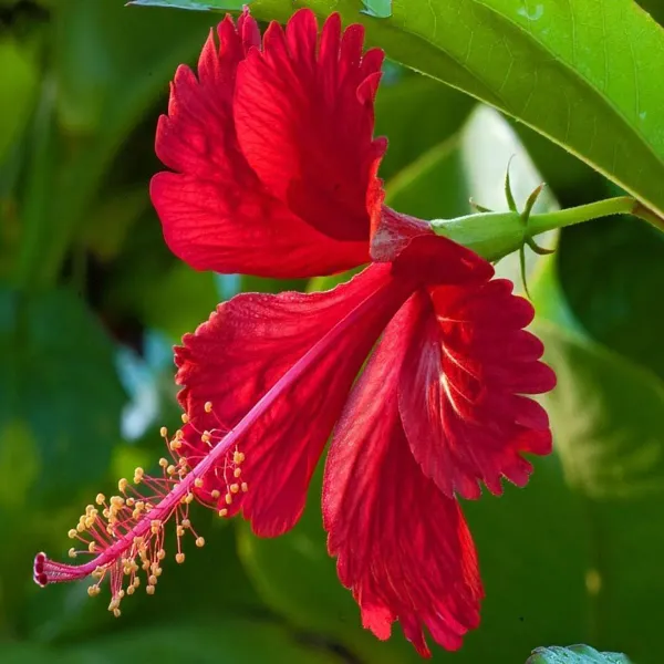 Red_Hibiscus_Joba_Gudhal_Flower_Plants_Tree_1_2_Feet_Size