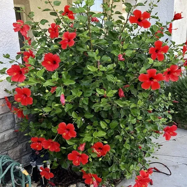 Red_Hibiscus_Joba_Gudhal_Flower_Plants_Tree_1_2_Feet_Size