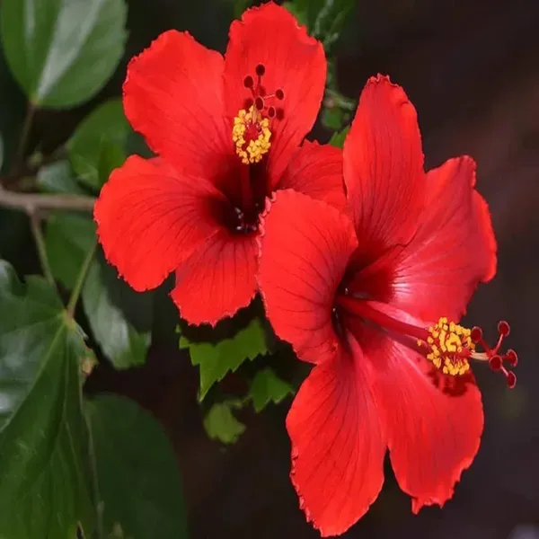 Red_Hibiscus_Joba_Gudhal_Flower_Plants_Tree_1_2_Feet_Size