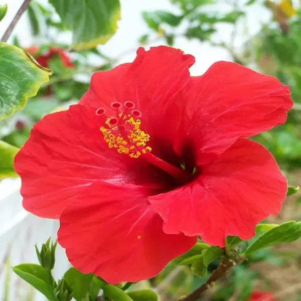 Red_Hibiscus_Joba_Gudhal_Flower_Plants_Tree_1_2_Feet_Size
