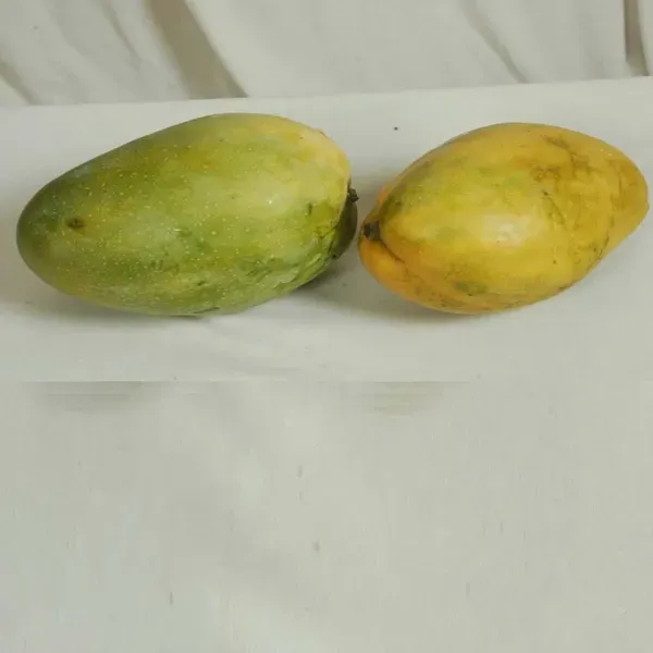 Dasheri_Mango_Grafted_Aam_Fruit_Plants_Tree_1_5_3_Feet_Size