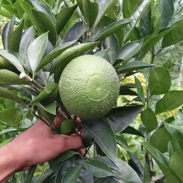 Bari_1_Malta_Mosambi_Grafted_Fruit_Plants_Tree_1_2_Feet_Size