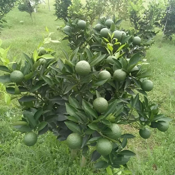 Bari_1_Malta_Mosambi_Grafted_Fruit_Plants_Tree_1_2_Feet_Size
