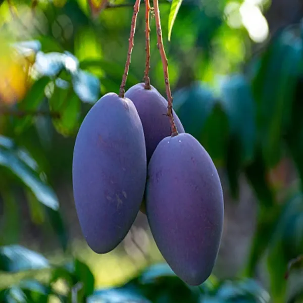 Blue_Mango_Grafted_Aam_Fruit_Plants_Tree_1_5_3_Feet_Size
