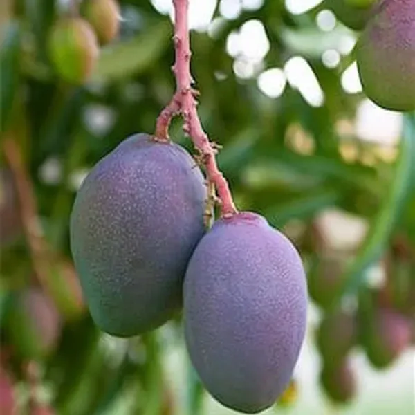 Blue_Mango_Grafted_Aam_Fruit_Plants_Tree_1_5_3_Feet_Size