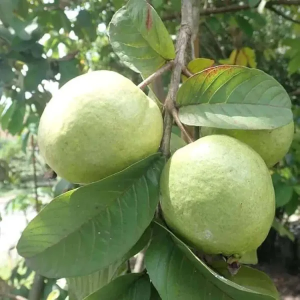 Allahabad_Safeda_Guava_Amrood_Fruit_Air_Layering_Grafted_Plants_Tree_1