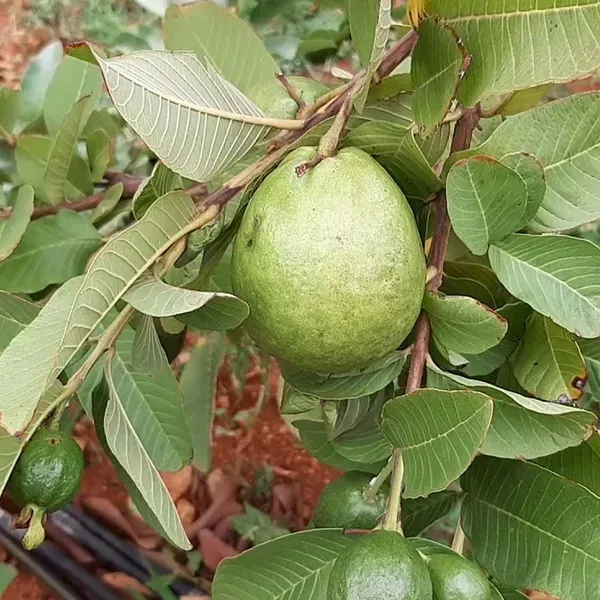 Allahabad_Safeda_Guava_Amrood_Fruit_Air_Layering_Grafted_Plants_Tree_1