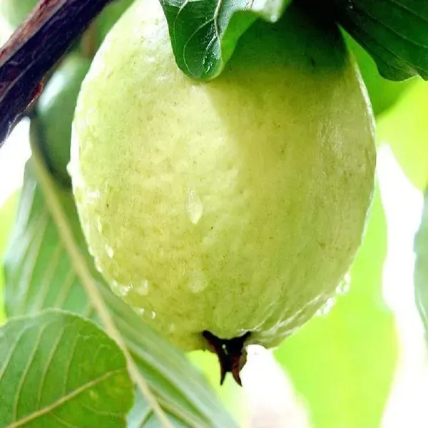 Allahabad_Safeda_Guava_Amrood_Fruit_Air_Layering_Grafted_Plants_Tree_1