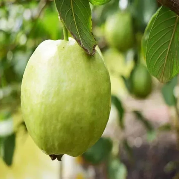 Allahabad_Safeda_Guava_Amrood_Fruit_Air_Layering_Grafted_Plants_Tree_1