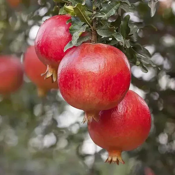 Madhura_Pomegranate_Anar_Fruit_Air_Layering_Grafted_Plants_Tree_1_5_3_F