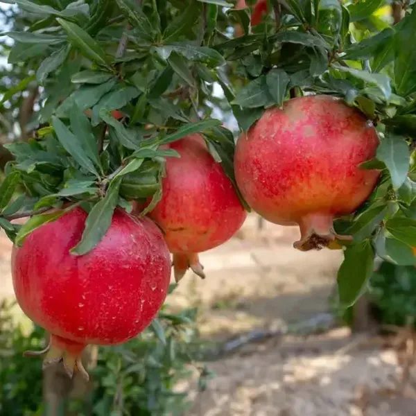Madhura_Pomegranate_Anar_Fruit_Air_Layering_Grafted_Plants_Tree_1_5_3_F