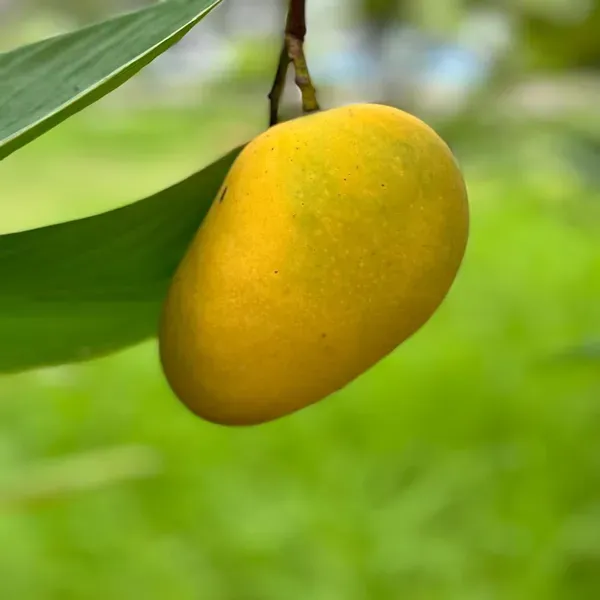 Pusa_Surya_Mango_Grafted_Aam_Fruit_Plants_Tree_1_5_3_Feet_Size